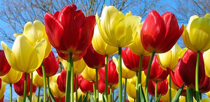 cuidados-de-los-tulipanes-botanicos