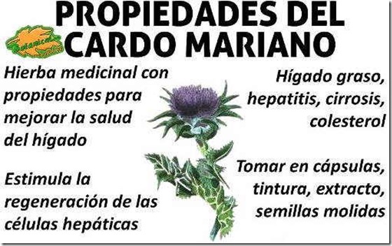 cardo-mariano-propiedades-medicinales